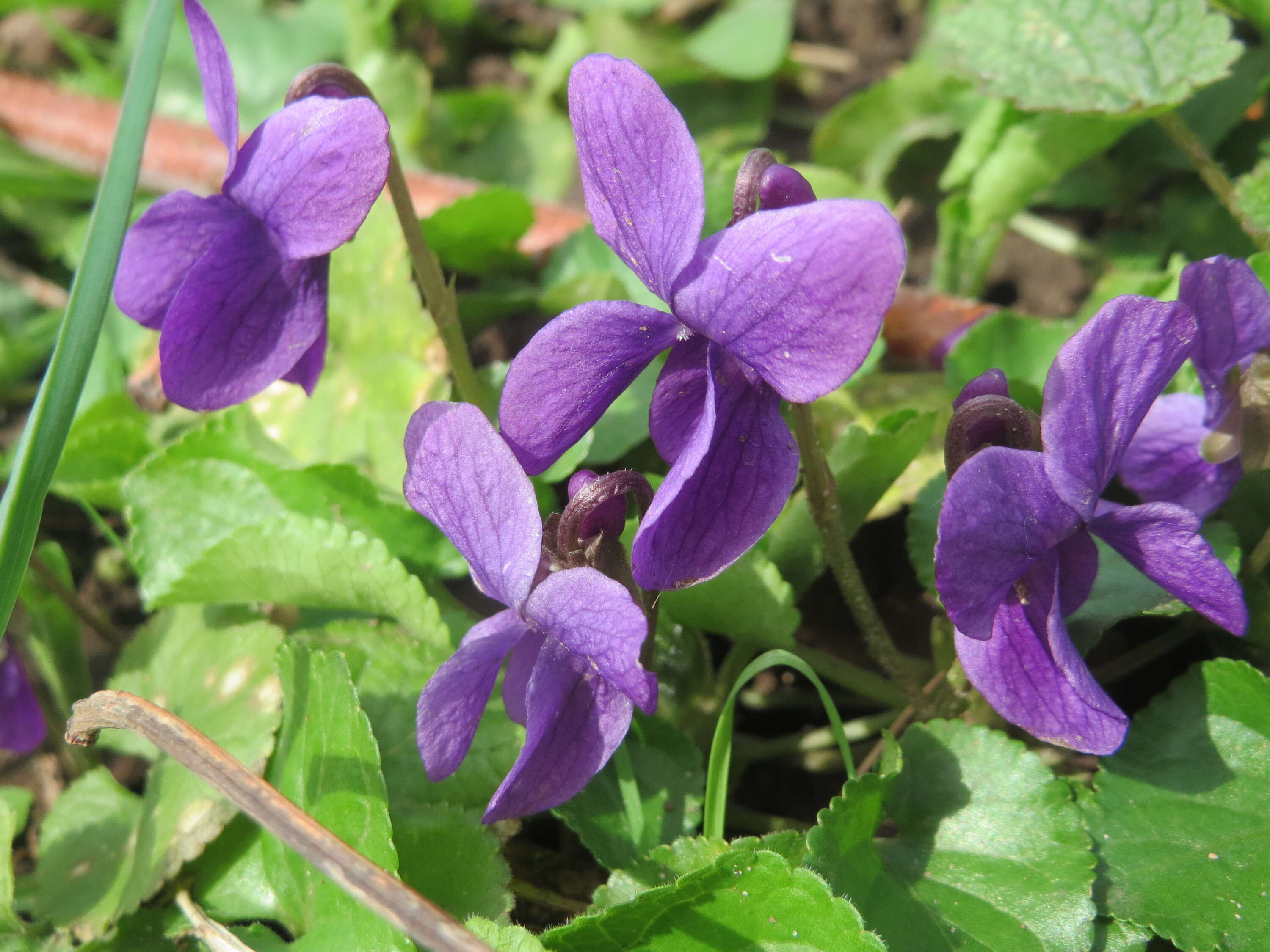 Image of sweet violet