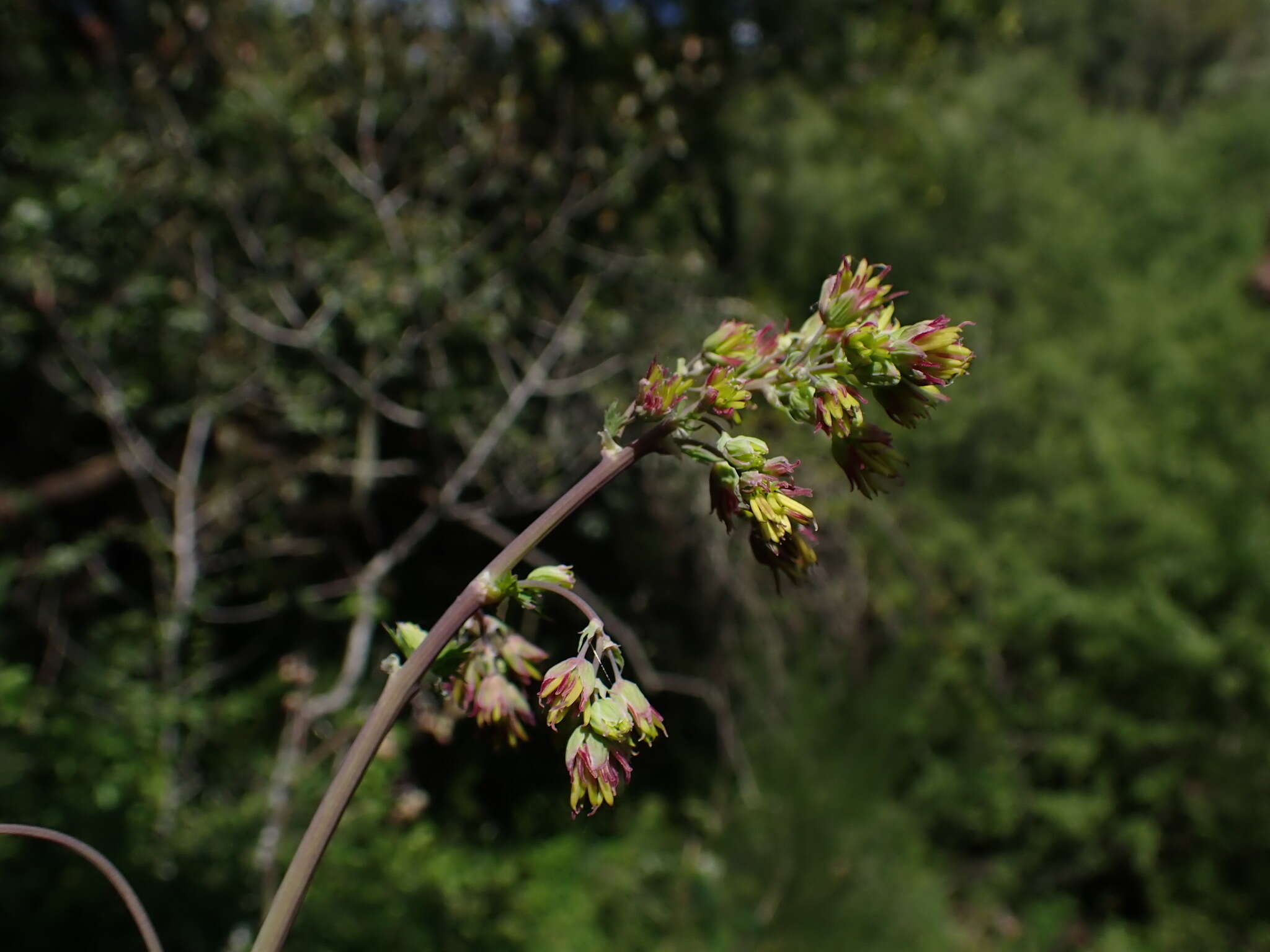 Image of Fendler's meadow-rue