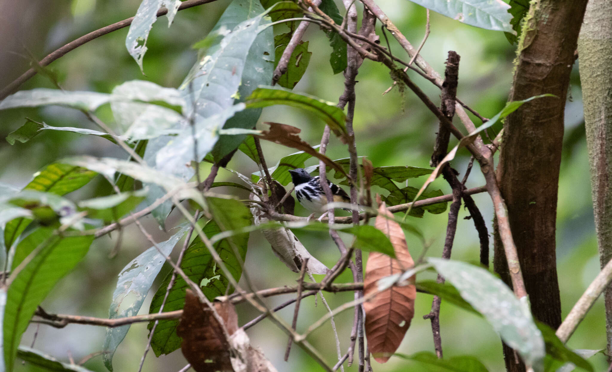 Image of Spot-backed Antbird