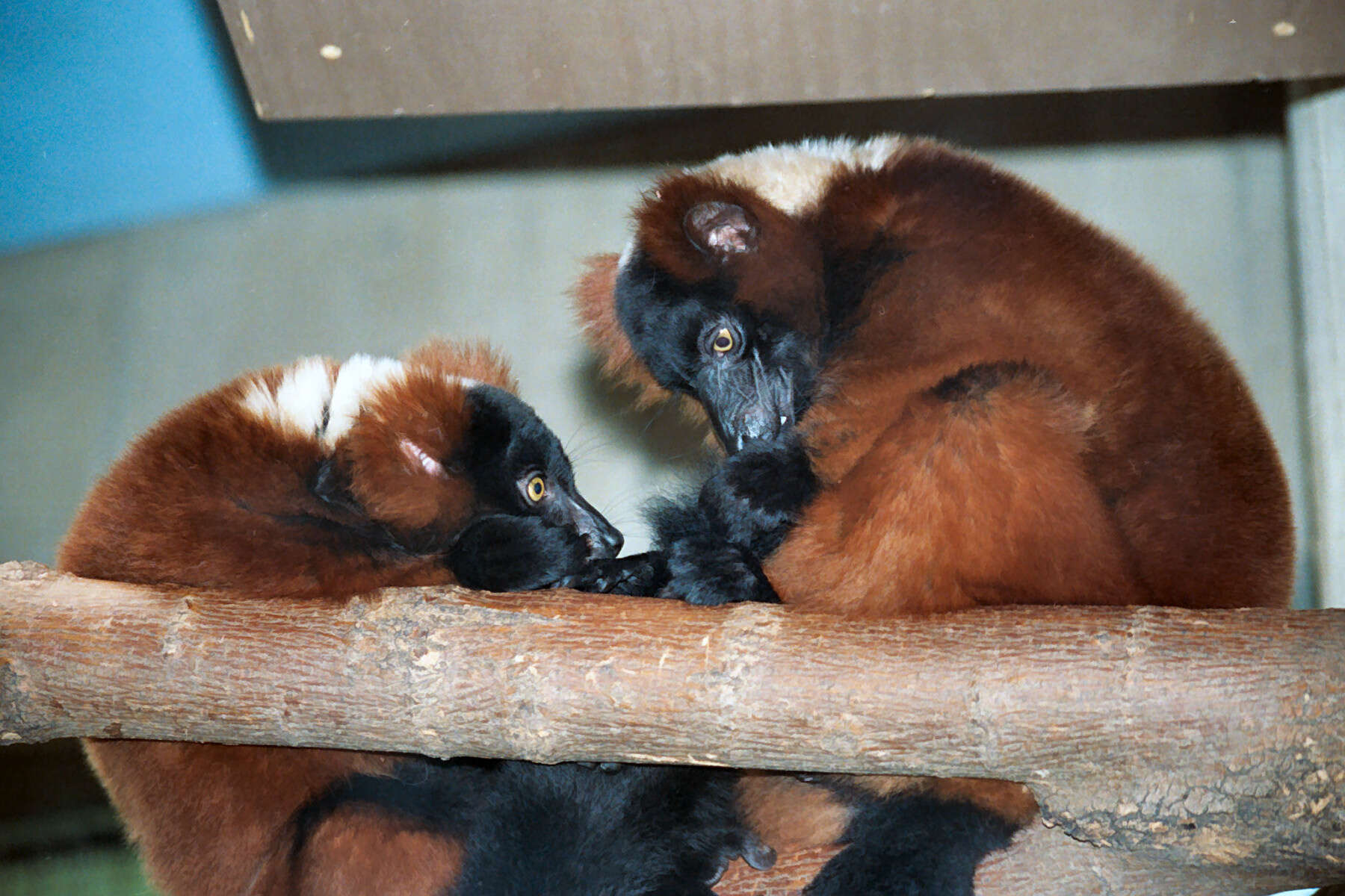 Image of Red Ruffed Lemur