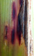 Image of Puccinia nakanishikii Dietel 1905