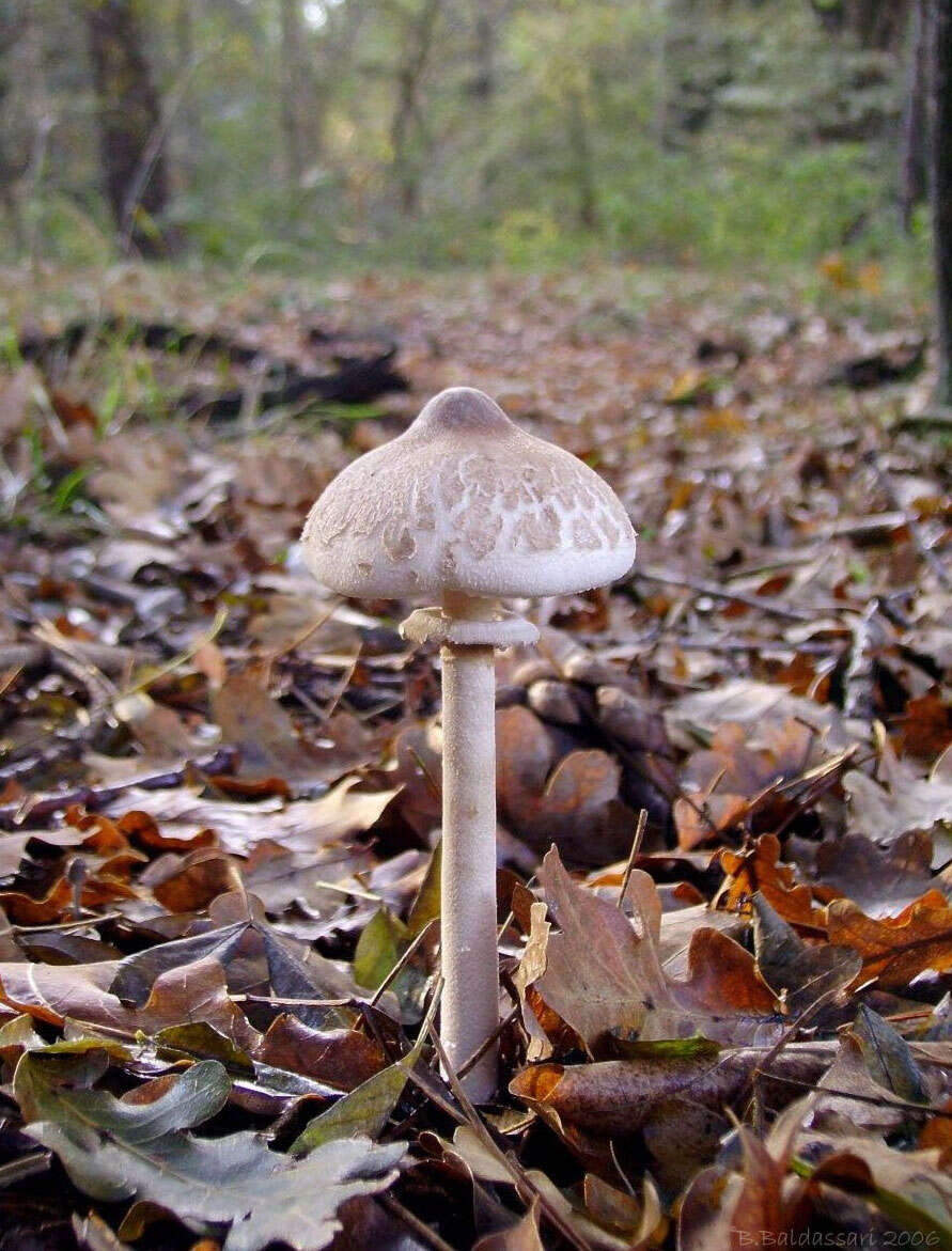 Слика од Macrolepiota