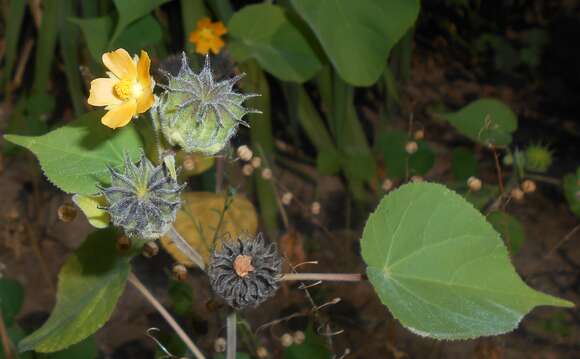 Imagem de Abutilon theophrasti Medik.