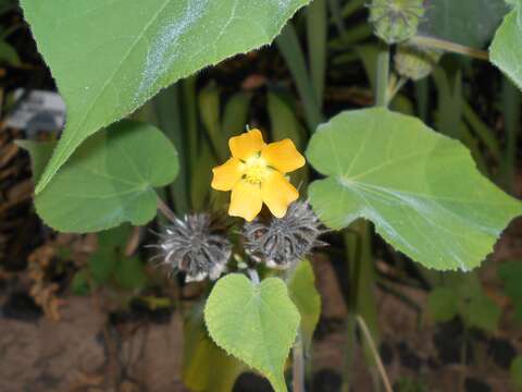 Imagem de Abutilon theophrasti Medik.