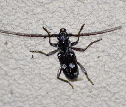 صورة Elaphidion mimeticum Schaeffer 1905