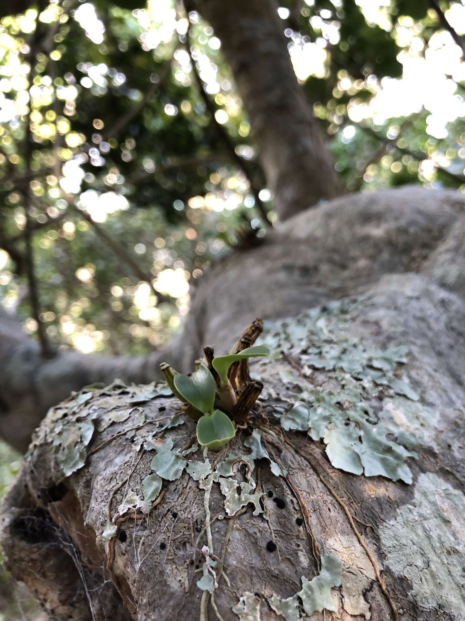 Image of Dendrobium gracilicaule var. howeanum Maiden