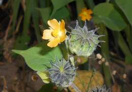 Plancia ëd Abutilon theophrasti Medik.