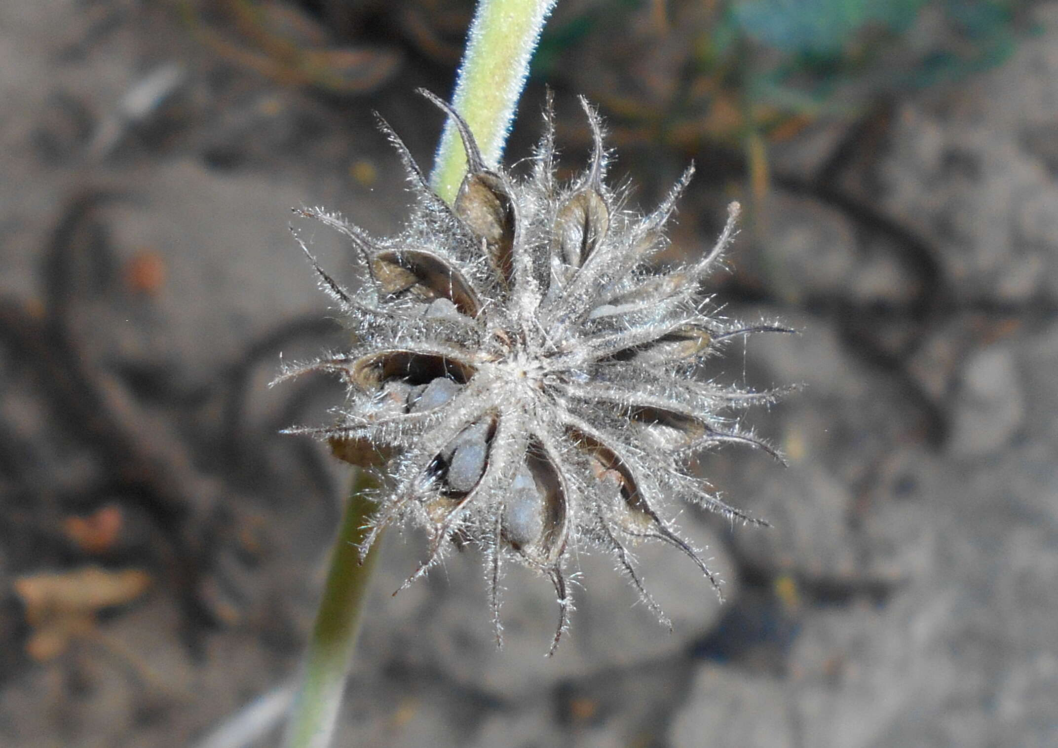 Image of Indianmallow