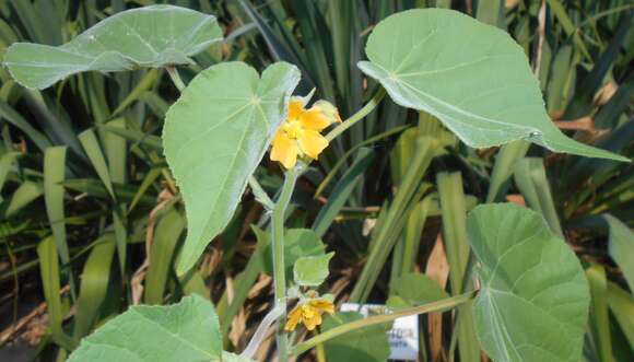 Imagem de Abutilon theophrasti Medik.