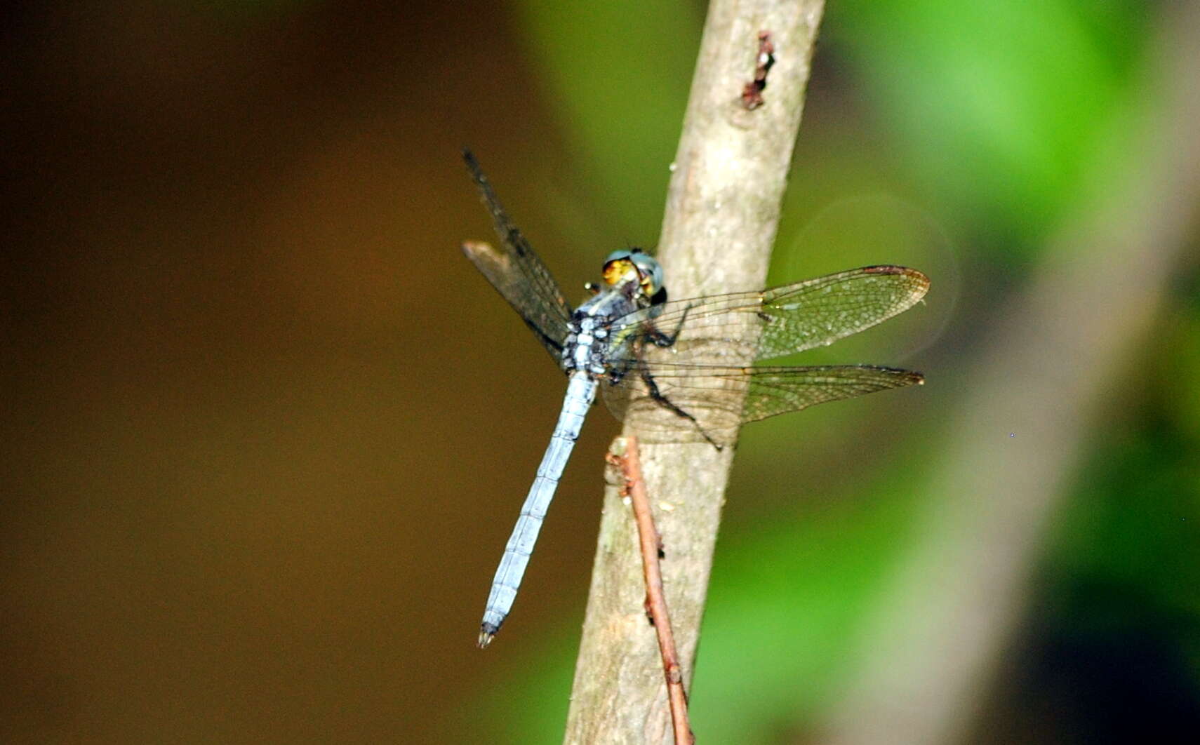 Image de Dasythemis mincki (Karsch 1890)