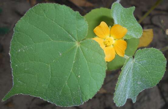 Plancia ëd Abutilon theophrasti Medik.