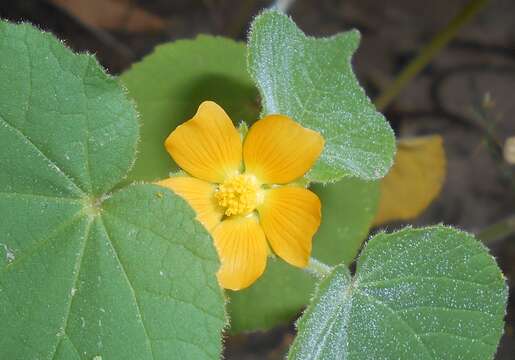 Imagem de Abutilon theophrasti Medik.