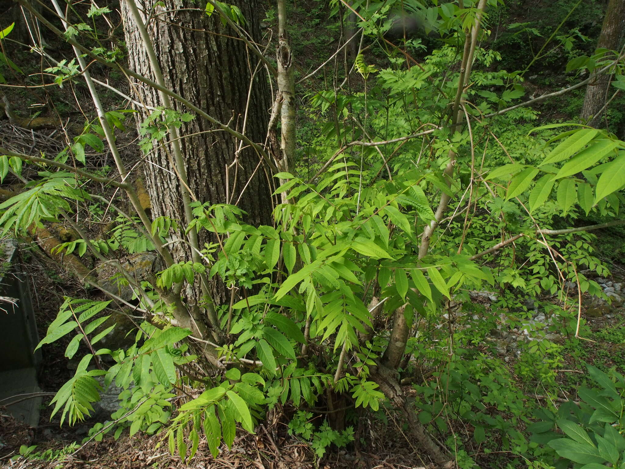 Plancia ëd Pterocarya rhoifolia Sieb. & Zucc.