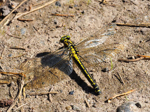 صورة <i>Shaogomphus postocularis epophthalmus</i> Selys 1872