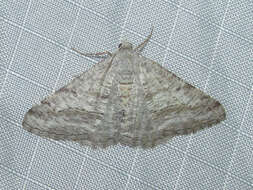 Image of <i>Digrammia pallorata</i> Ferguson (2008)