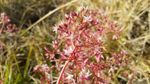 Image of Crassula multicava subsp. multicava