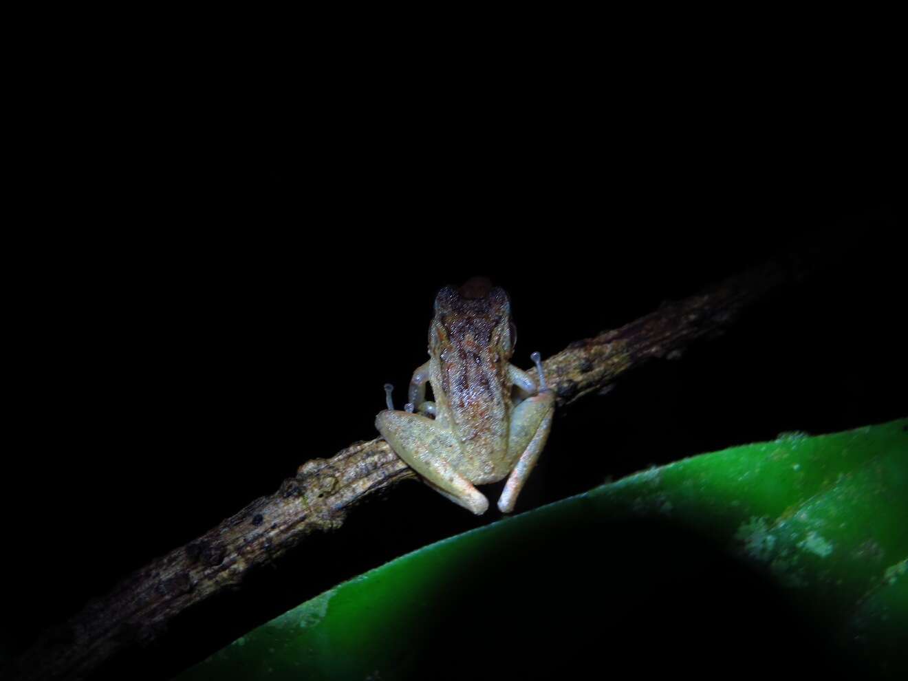 Image of Fitzinger's Robber Frog