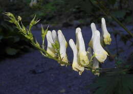 Image of monkshood