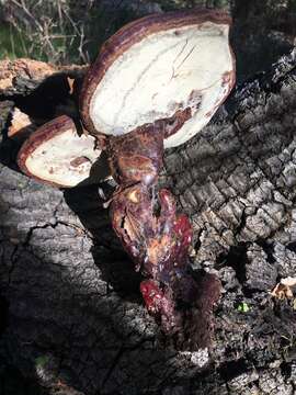 Ganoderma polychromum (Copel.) Murrill 1908的圖片