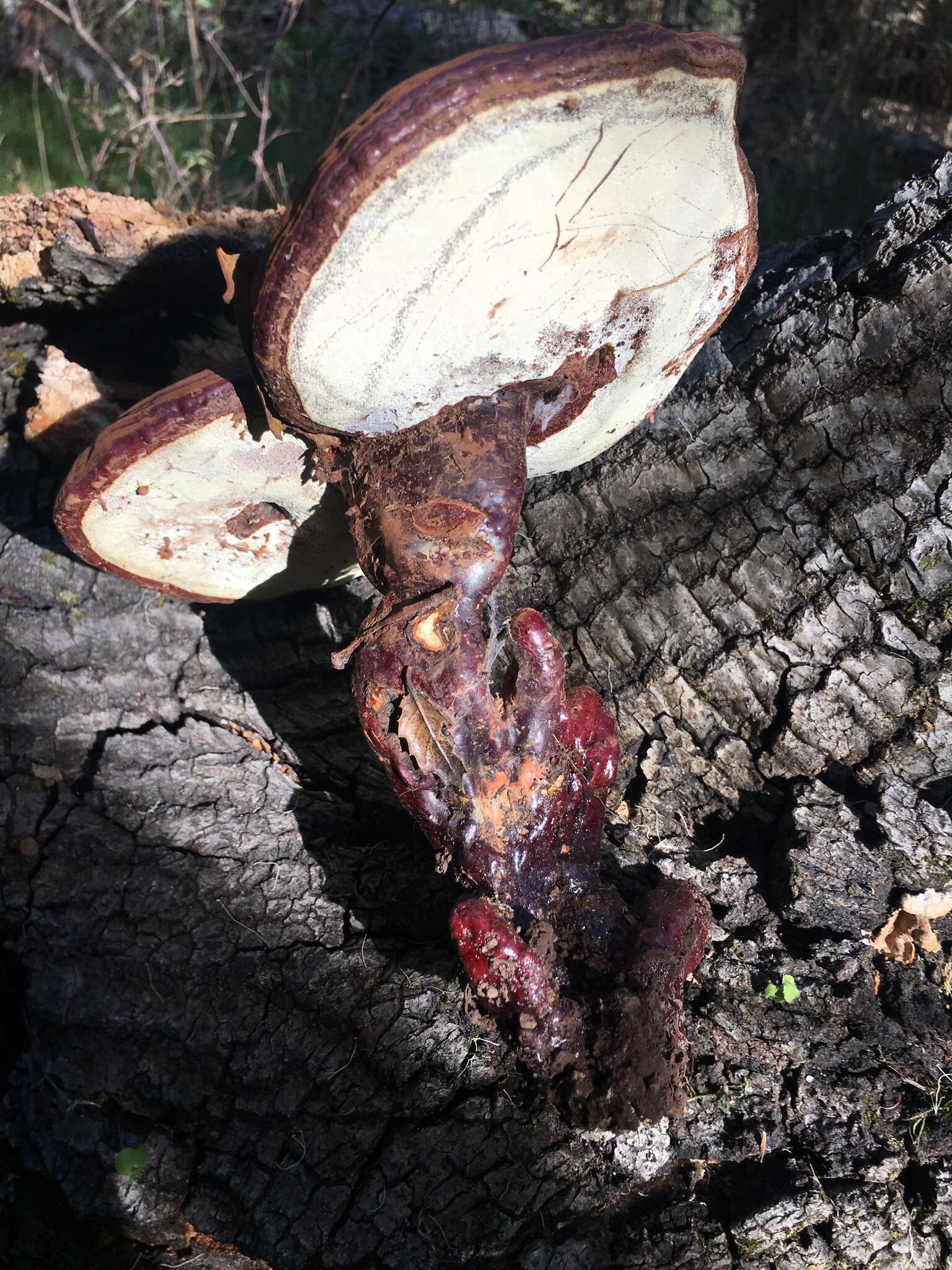 Image of Ganoderma polychromum (Copel.) Murrill 1908