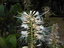 Imagem de Aesculus parviflora Walt.