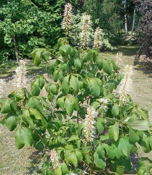 Imagem de Aesculus parviflora Walt.