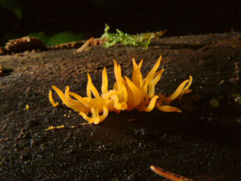 Image of Calocera cornea (Batsch) Fr. 1827