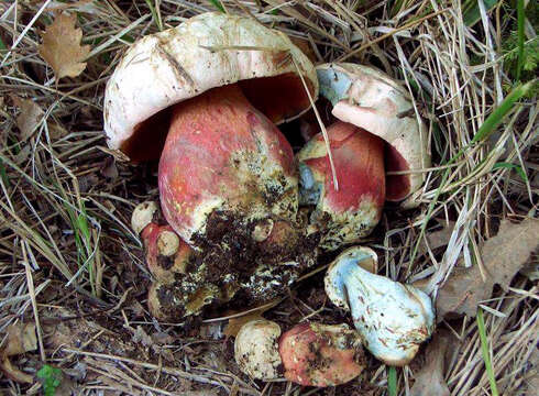 Image of Devil's bolete