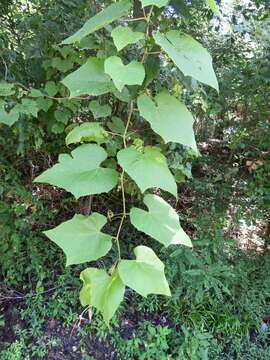 Image of graybark grape