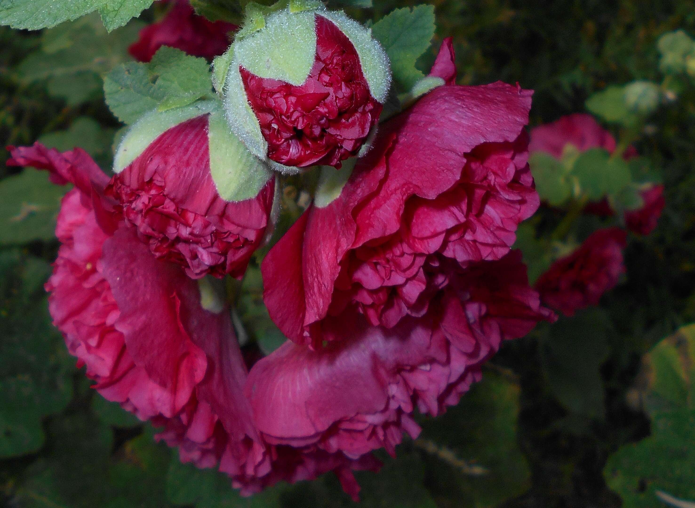 Image of hollyhock