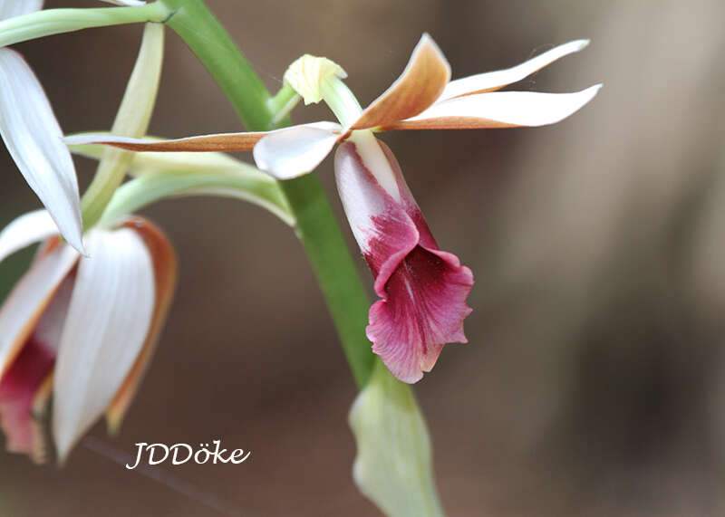 Image de Phaius tankervilleae (Banks) Blume