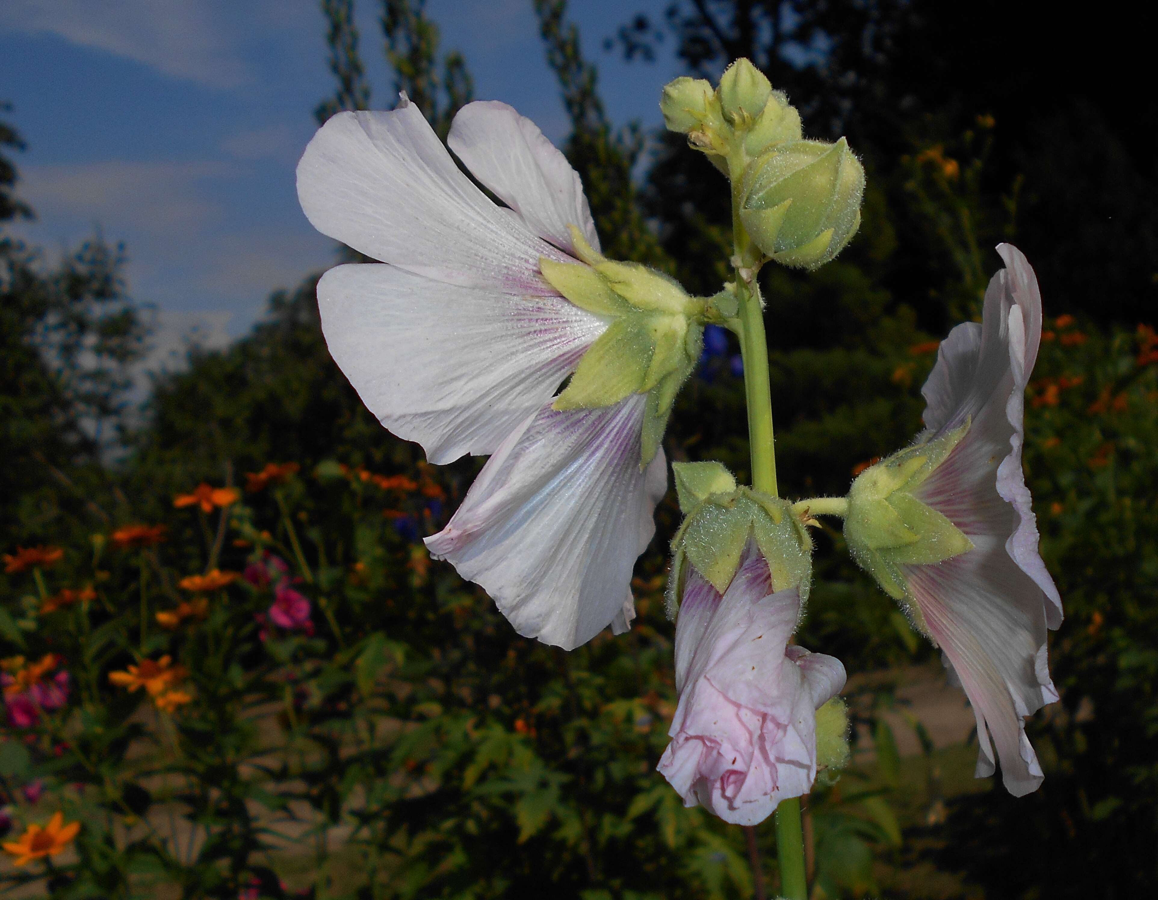 Image of hollyhock