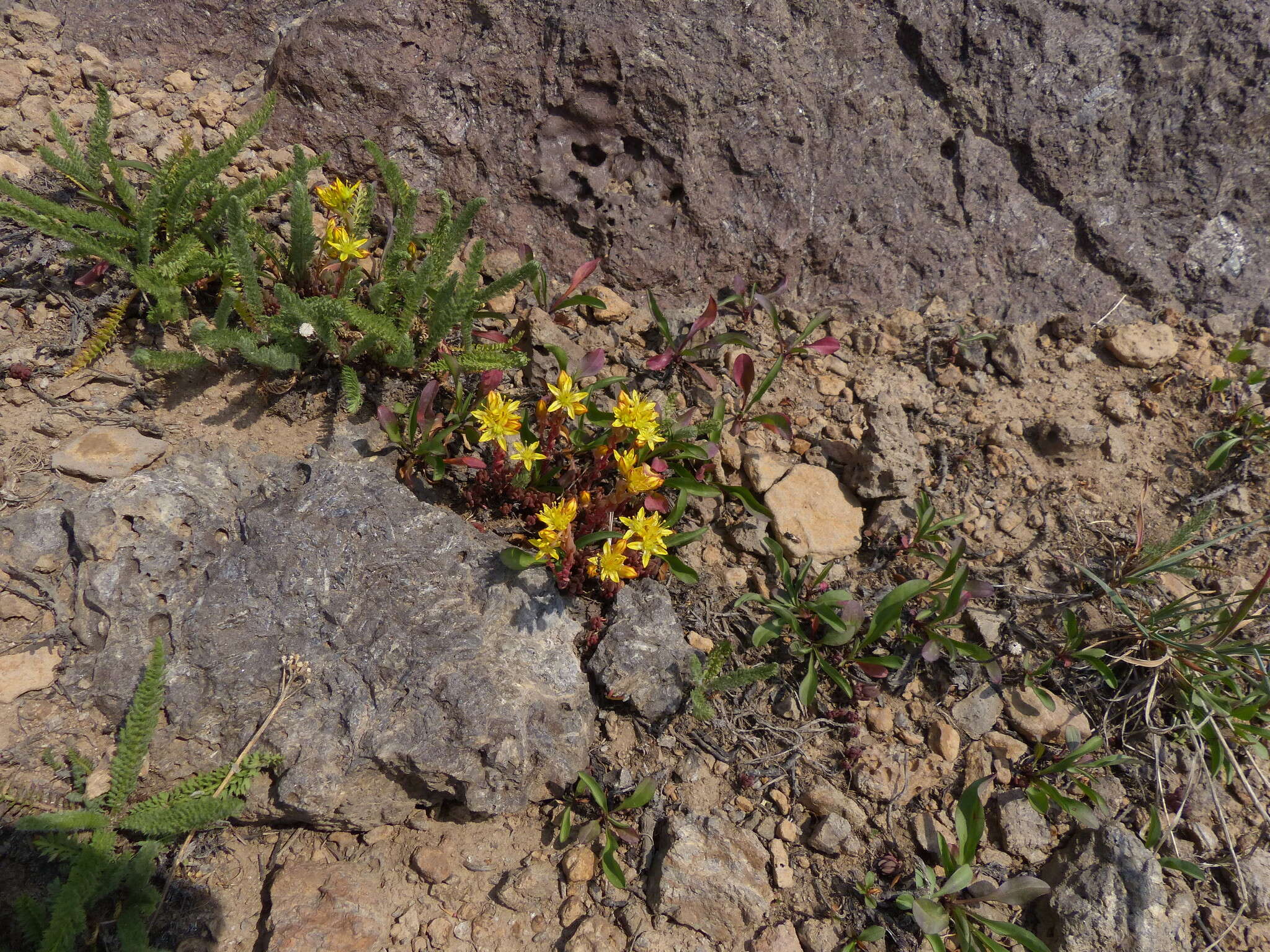 Слика од Sedum lanceolatum subsp. lanceolatum