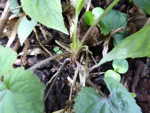 Image of Viola canescens Wall.