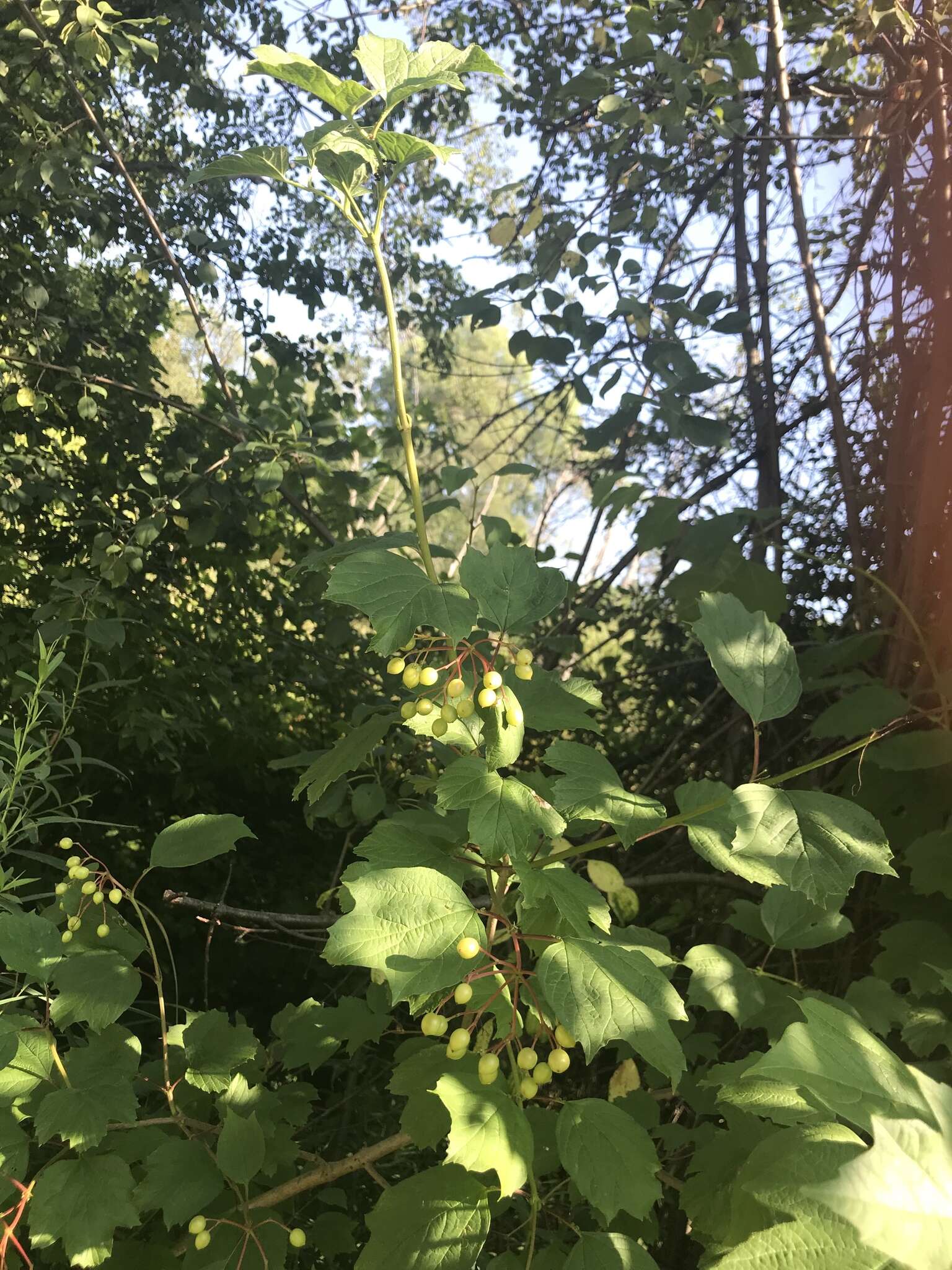 Image of Viburnum opulus var. opulus