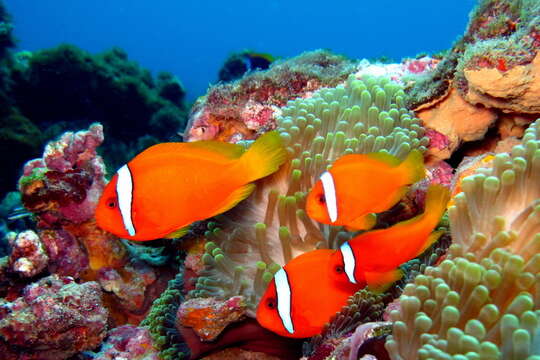 Image of Blackback anemonefish