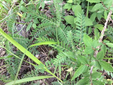 Image of Tennessee milkvetch