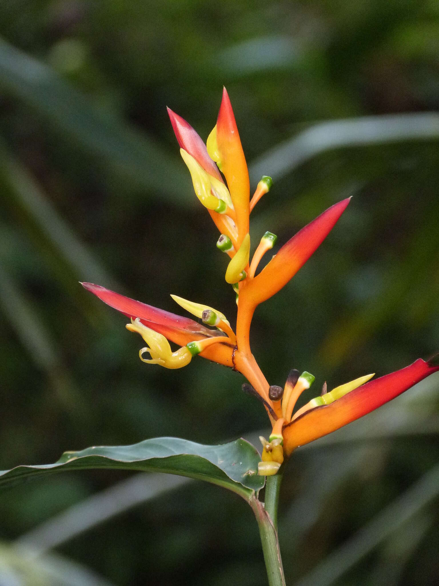 Image of Heliconia schumanniana Loes.