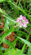 Sivun Floscopa glomerata (Willd. ex Schult. & Schult. fil.) Hassk. kuva