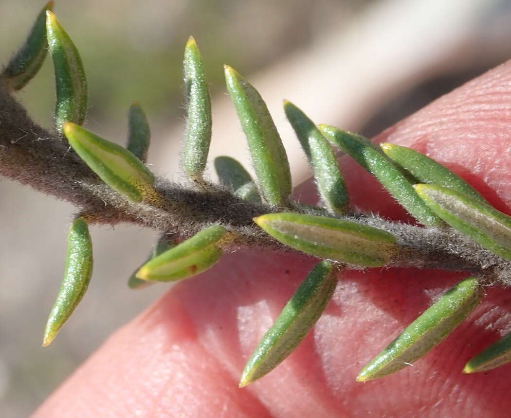 Image of Phylica propinqua Sond.