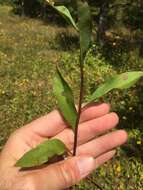 Image of showy goldenrod