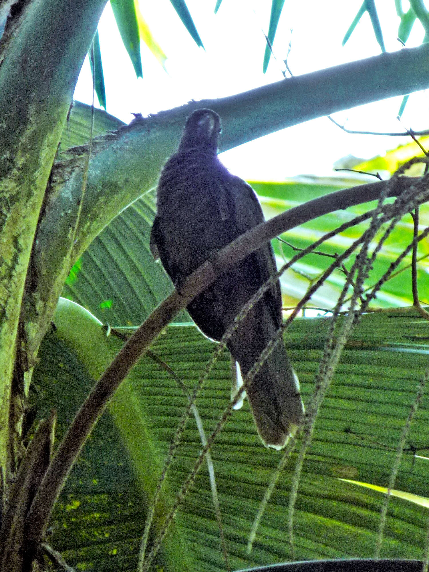 Image de Perroquet des Seychelles