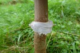 Image of Macrolepiota procera (Scop.) Singer 1948