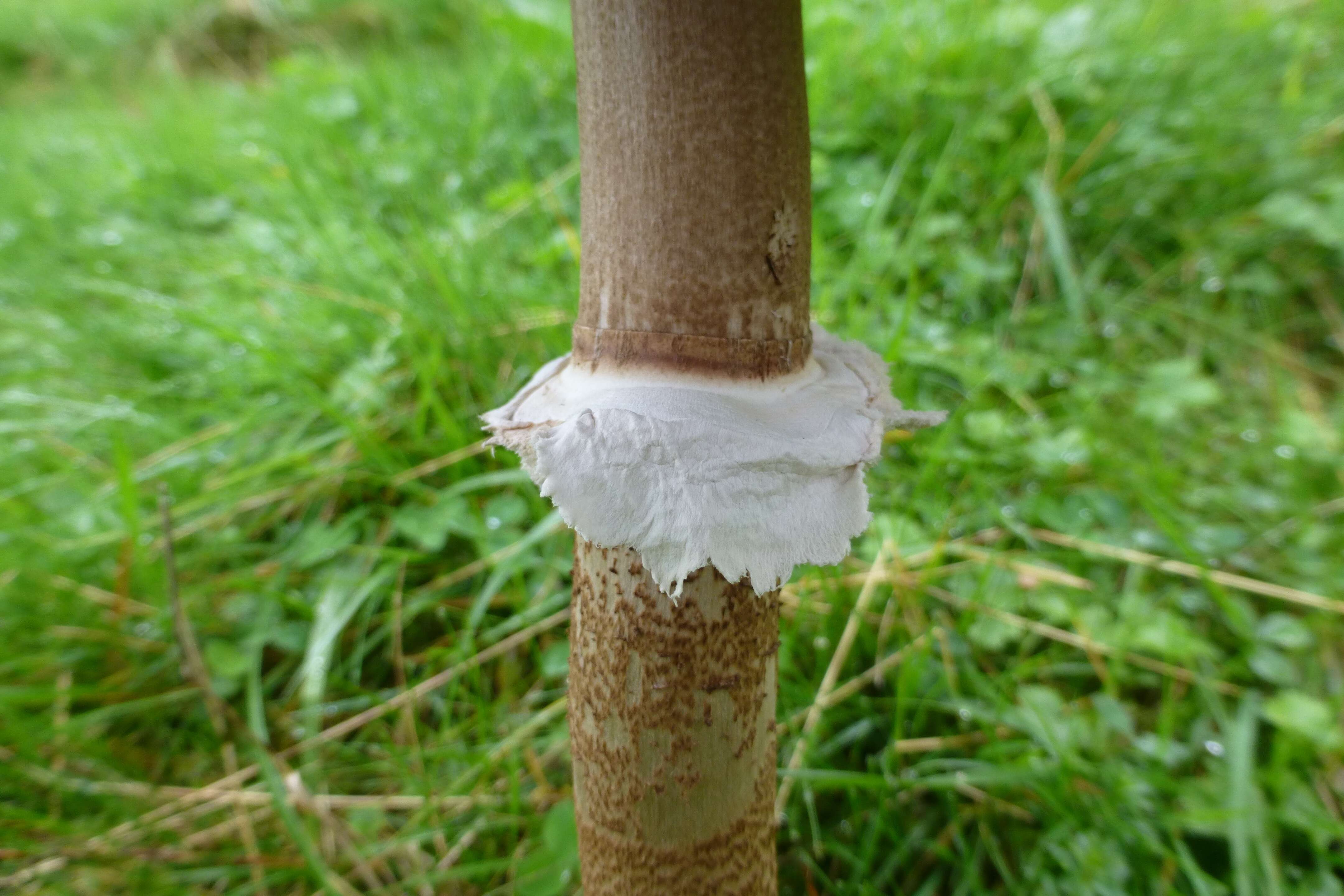 Image of Macrolepiota procera (Scop.) Singer 1948