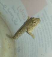 Image of Walton&#39;s mudskipper