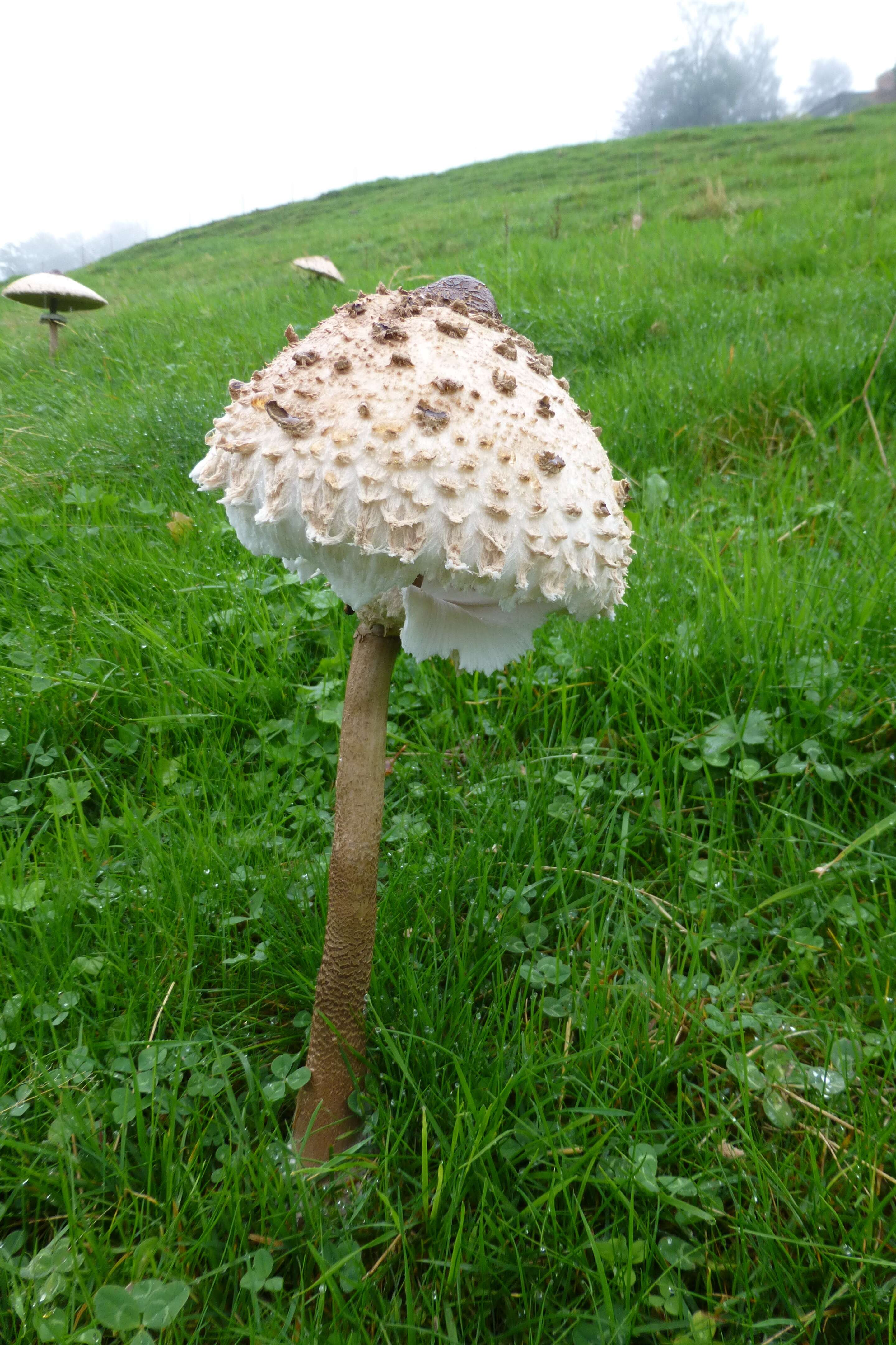 Image of Macrolepiota procera (Scop.) Singer 1948