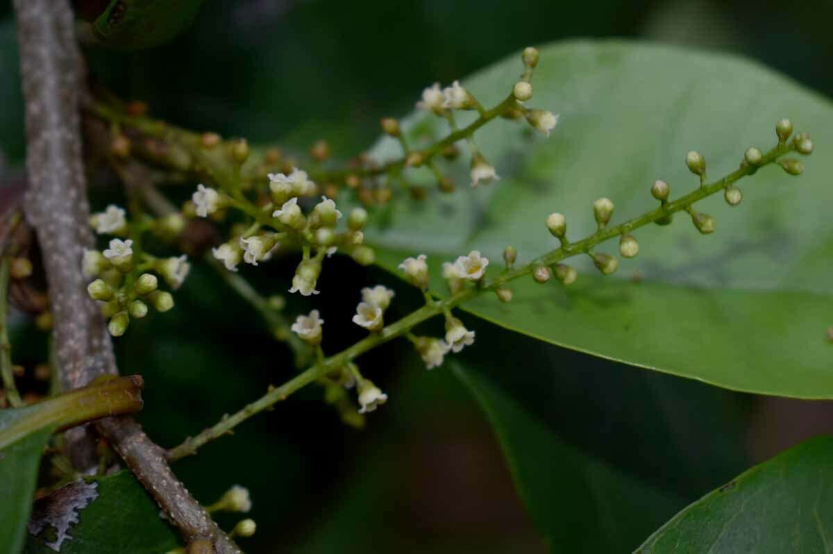 Image of Maesa haplobotrys F. Muell.