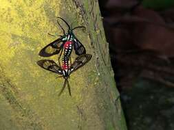 Image de Poecilosoma eone Hübner 1827