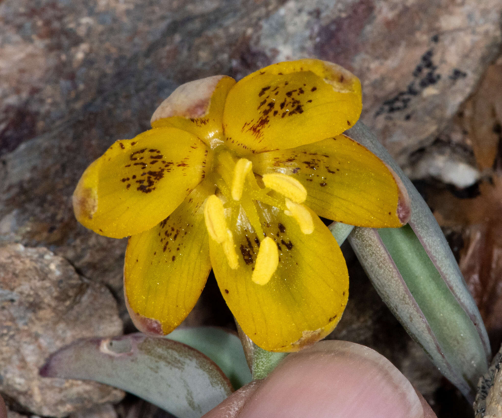 Image of Siskiyou fritillary