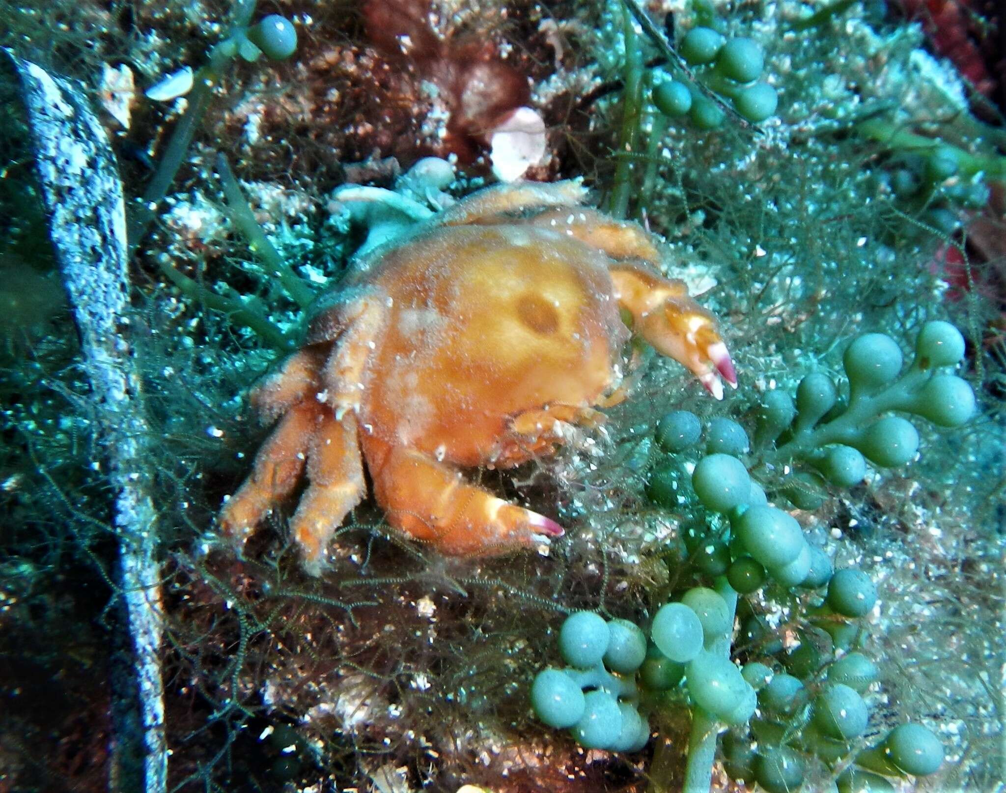 Image of Linnaeus's sponge crab